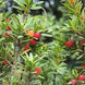 Podocarpus laetus