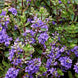 Veronica macrantha 'Champion'