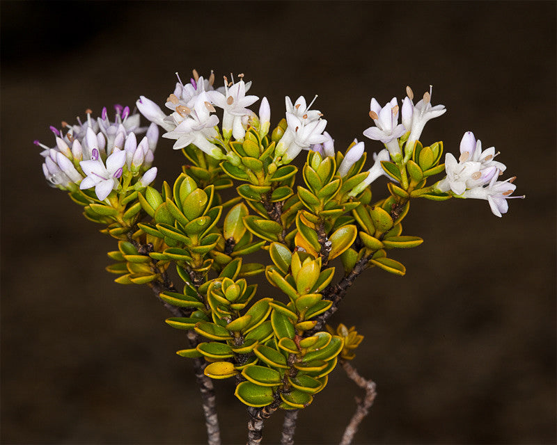 category-image