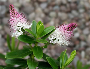 Hebes