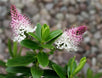 Veronica 'Oratia Beauty'