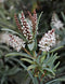 Veronica albicans
