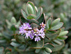 Veronica 'Red Edge'