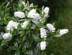 Veronica subalpina