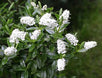 Veronica subalpina