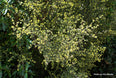 Corokia cotoneaster