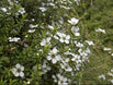 Leptospermum scoparium
