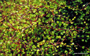 Muehlenbeckia astonii