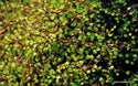 Muehlenbeckia astonii
