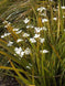 Libertia ixioides