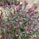 Veronica 'Pascal'