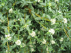 Pimelea prostrata