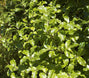 Pittosporum tenuifolium