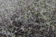 Plagianthus divaricatus