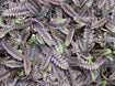 Leptinella squalida 'Platt's Black'