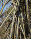 Pseudopanax crassifolius