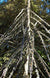 Pseudopanax ferox