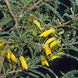 Sophora molloyii ‘Dragons Gold’