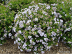 Veronica diosmifolia