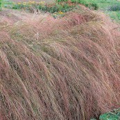 Grasses, Sedges and Tussocks